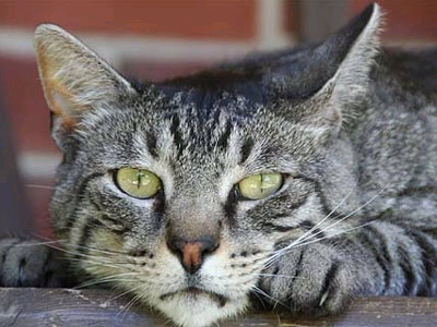 Η ζωή ενός αδέσποτου…